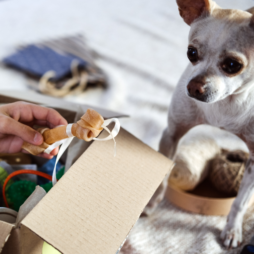 Pawtastic havi meglepetés csomag kutyáknak